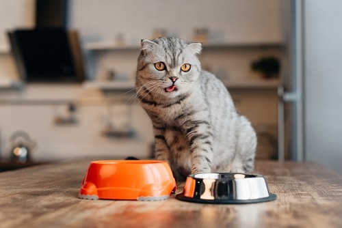 cat stopped eating wet food but will eat dry