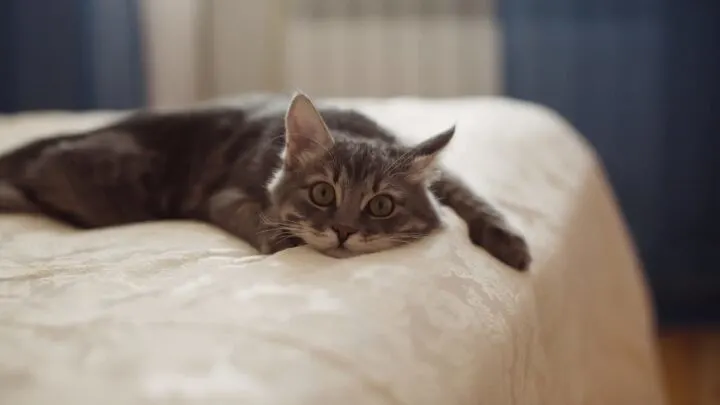 Why Is My Cat Pooping On My Bed &ndash; 9 Reasons