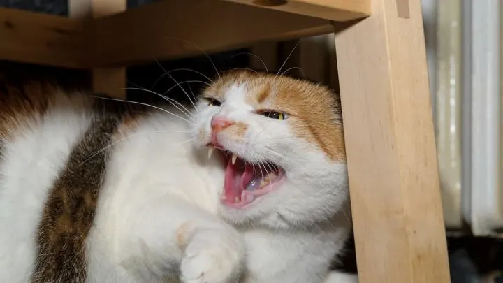 Why Is My Cat Scared All Of A Sudden &ndash; 10 Likely Reasons!