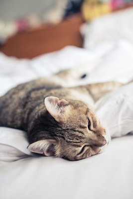 Why Is My Cat So Affectionate In the Morning – What To Know