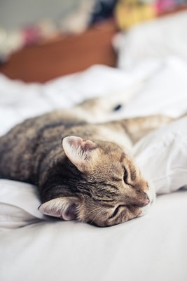 Why Is My Cat So Affectionate In the Morning – What To Know – FAQcats.com