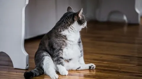 Why Is My Cat So Big &ndash; Ideal Weight & More!