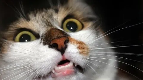 Why Is My Cat So Jumpy &ndash; Reasons Things To Consider