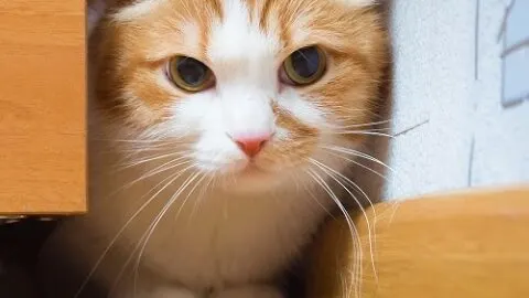 Why Is My Cat So Small &ndash; Is It Normal?