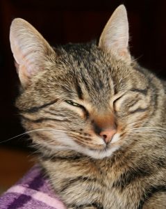 Why Is My Cat Squinting One Eye – Is It Normal? – FAQcats.com