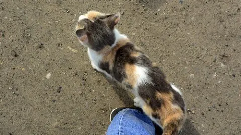 Why Is My Cat Walking In Circles &ndash; Is It Normal?