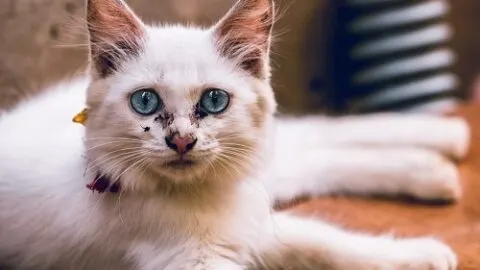 Why Is My Cat&rsquo;s Nose Dry &ndash; Is It Normal?