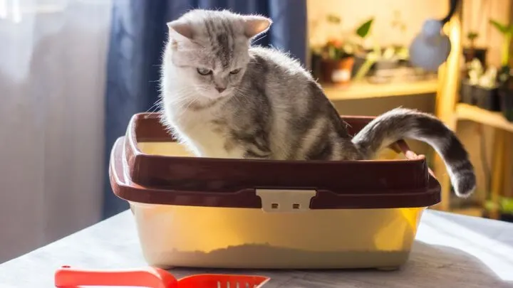 Why Is My Cat&rsquo;s Poop White &ndash; Is It Normal?