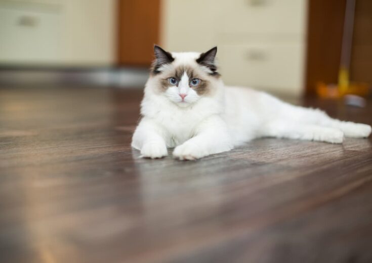 Why Is My Ragdoll Cat So Aggressive 5 Reasons To Consider