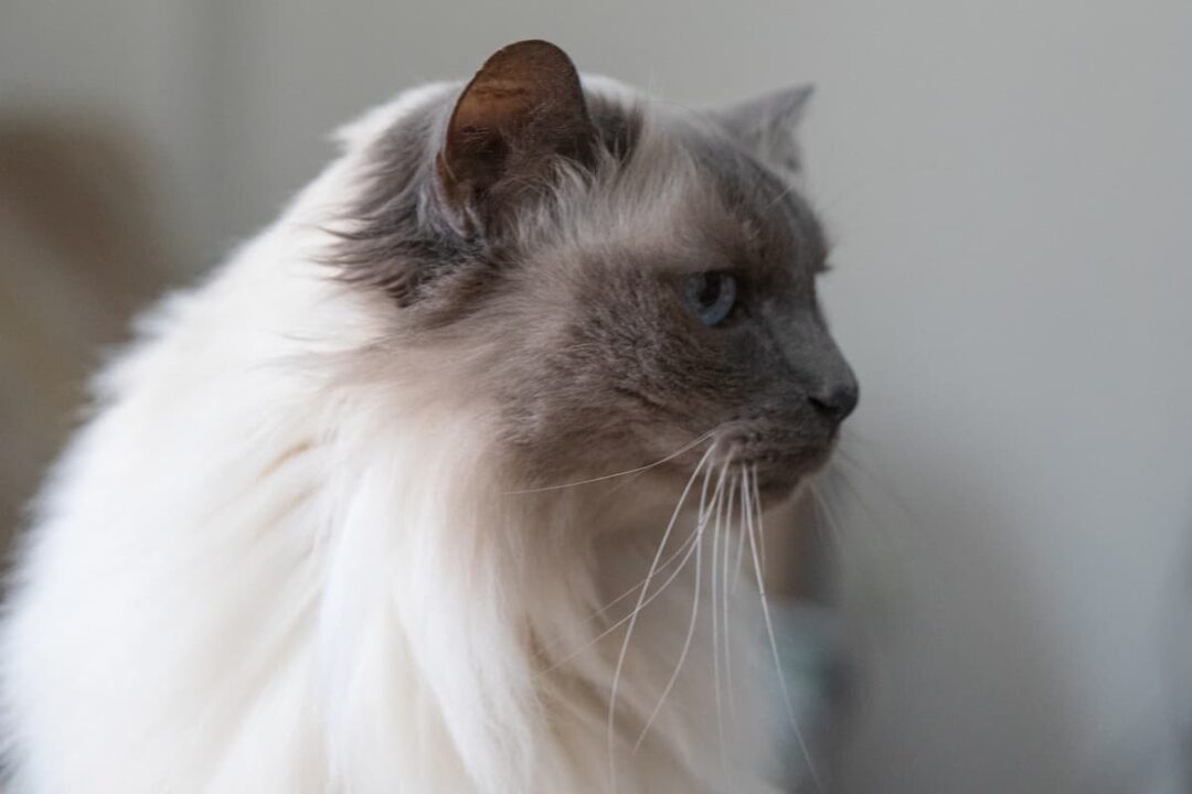 Why Is My Ragdoll Cat So Skinny 5 Things You Should Know