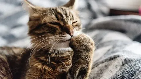 Why Do Cats Clean Themselves After Eating &ndash; Facts To Know!