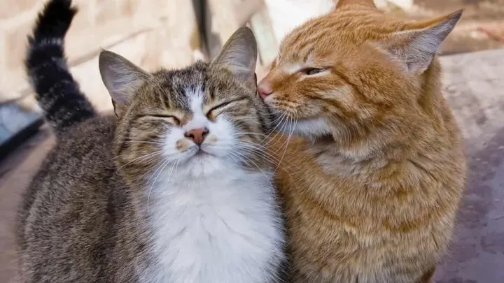 Wil Cat&rsquo;s Protect Each Other