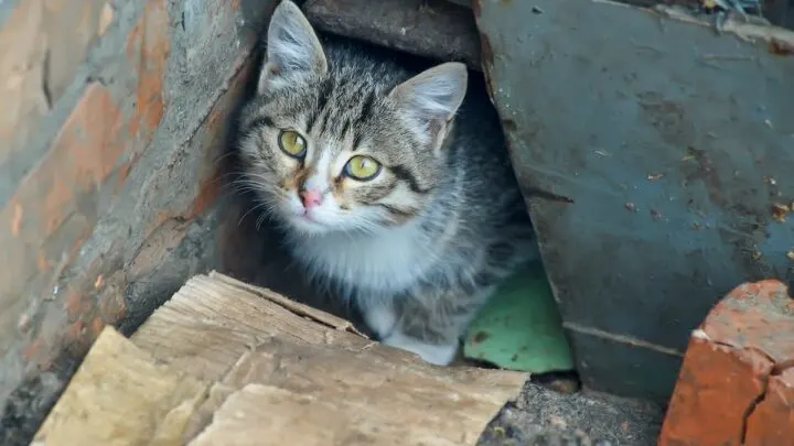 Will Kittens Come Back Home &ndash; Factors To Consider