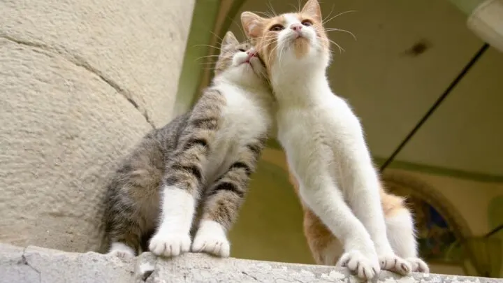 Will Kittens From Different Litters Bond &ndash; Things To Know