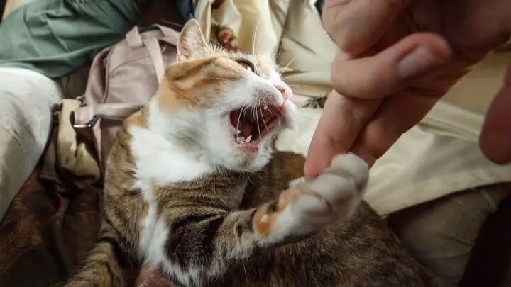 Will Kittens Grow Out Of Biting- What You Should Know!