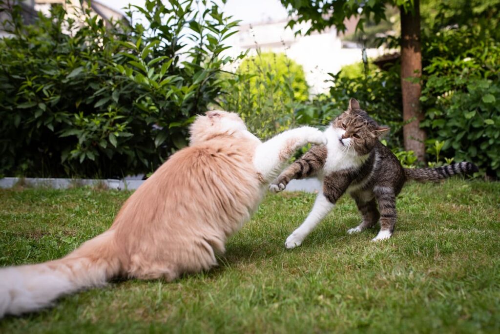 will-male-cats-kill-kittens-temperament-protection-more-faqcats