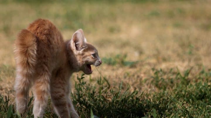 Will Neutered Male Cat Hurt Kittens  – 5 Considerations!