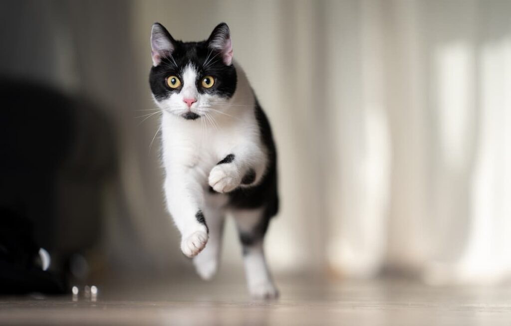 Why Do Cats Run After You? The Surprising Reasons Behind This Feline