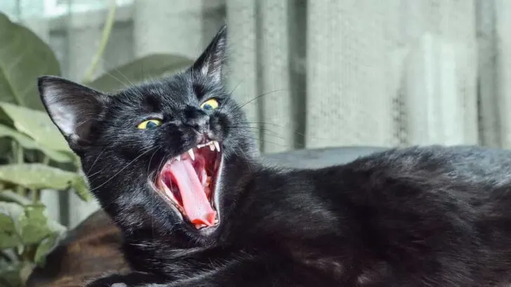 Are Black Cats More Territorial &ndash; Myth Debunked!