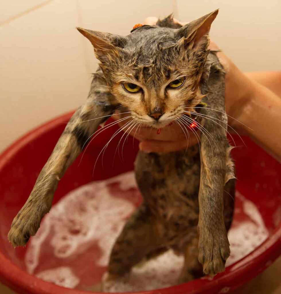 Why Do Cats Cry When You Give Them a Bath? All You Need To Know