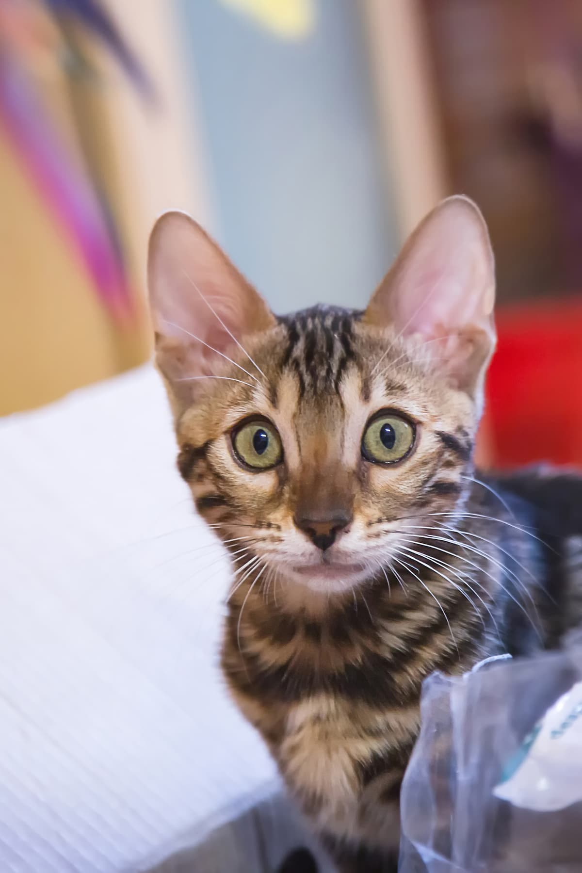 Are Bengal Cats Allergy Friendly What You Should Know