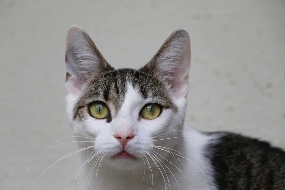 Why Cats Dislike Fast Breathing Explained