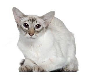 balinese cat