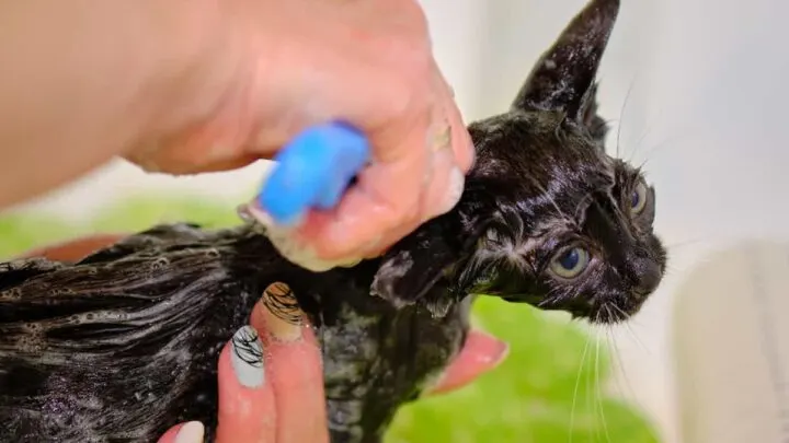Can I Bathe My Cat After Flea Treatment