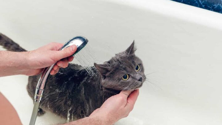 what-soap-can-i-use-to-wash-my-cat-faqcats