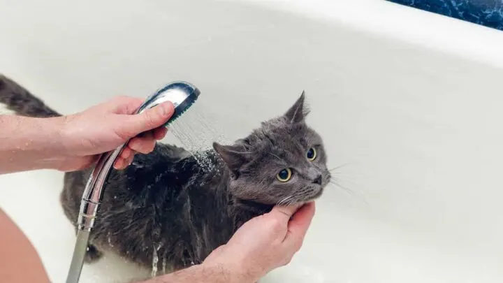What Soap Can I Use To Wash My Cat