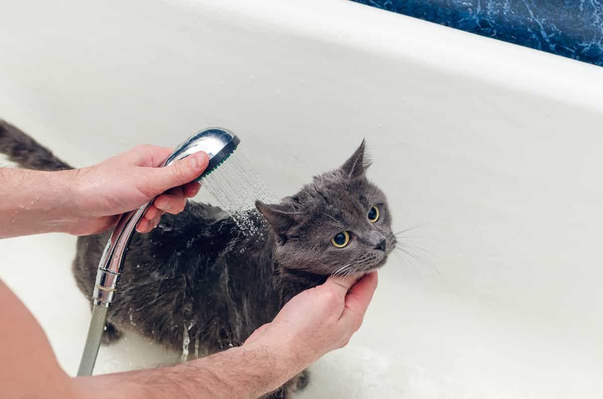 what-soap-can-i-use-to-wash-my-cat-faqcats