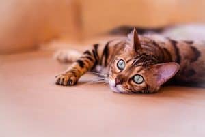 bengal cat