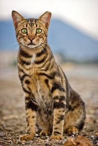 Can Bengal Cats Live In Apartments – Tips And Considerations