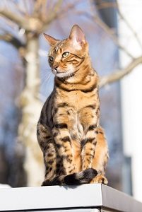 bengal cat full grown