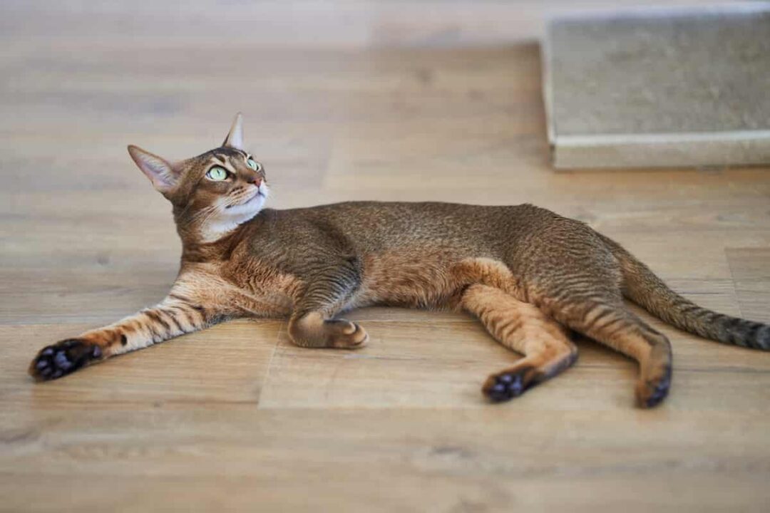 Why Are There So Many Cat Breeds – The History Behind Feline Evolution ...