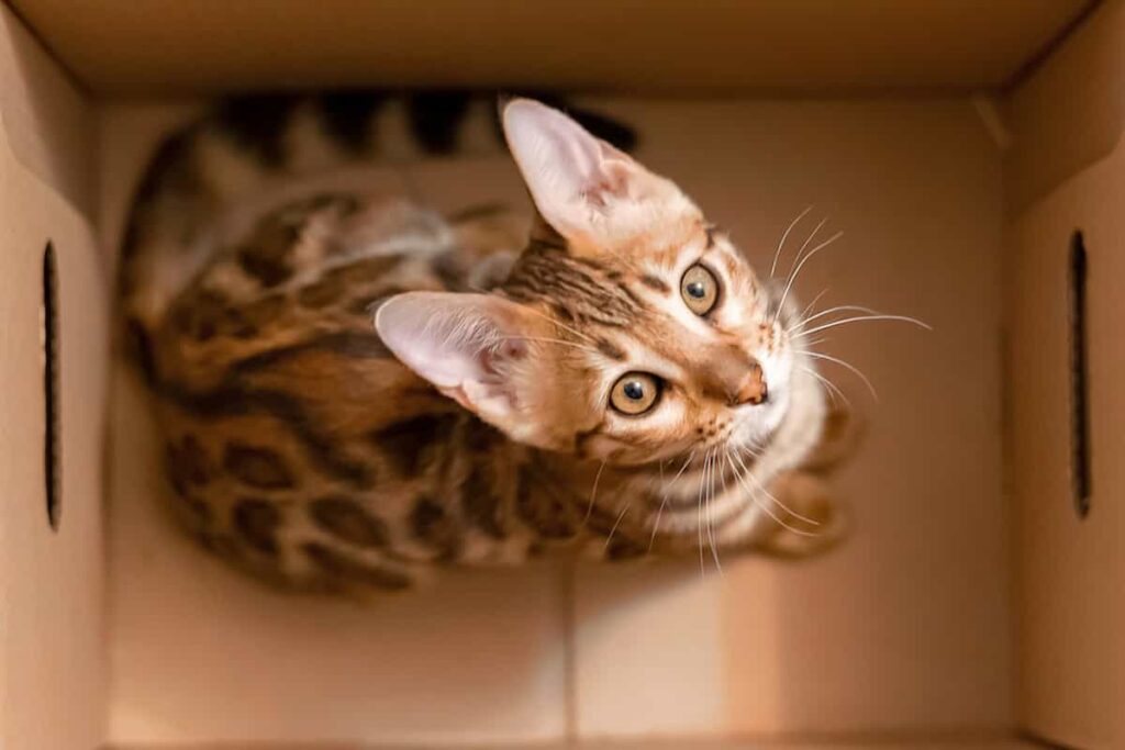 Why Do Bengal Cats Smell 12 Possible Causes!