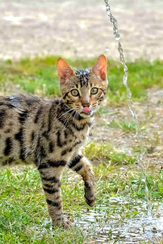 bengal cat playing with water outdoors