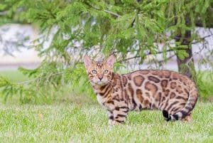 11 Pros And Cons Of Owning A Bengal Cat Faqcats Com