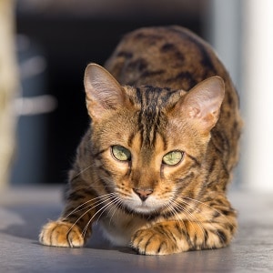 Are Bengal Cats Supposed to be Skinny? – What To Know