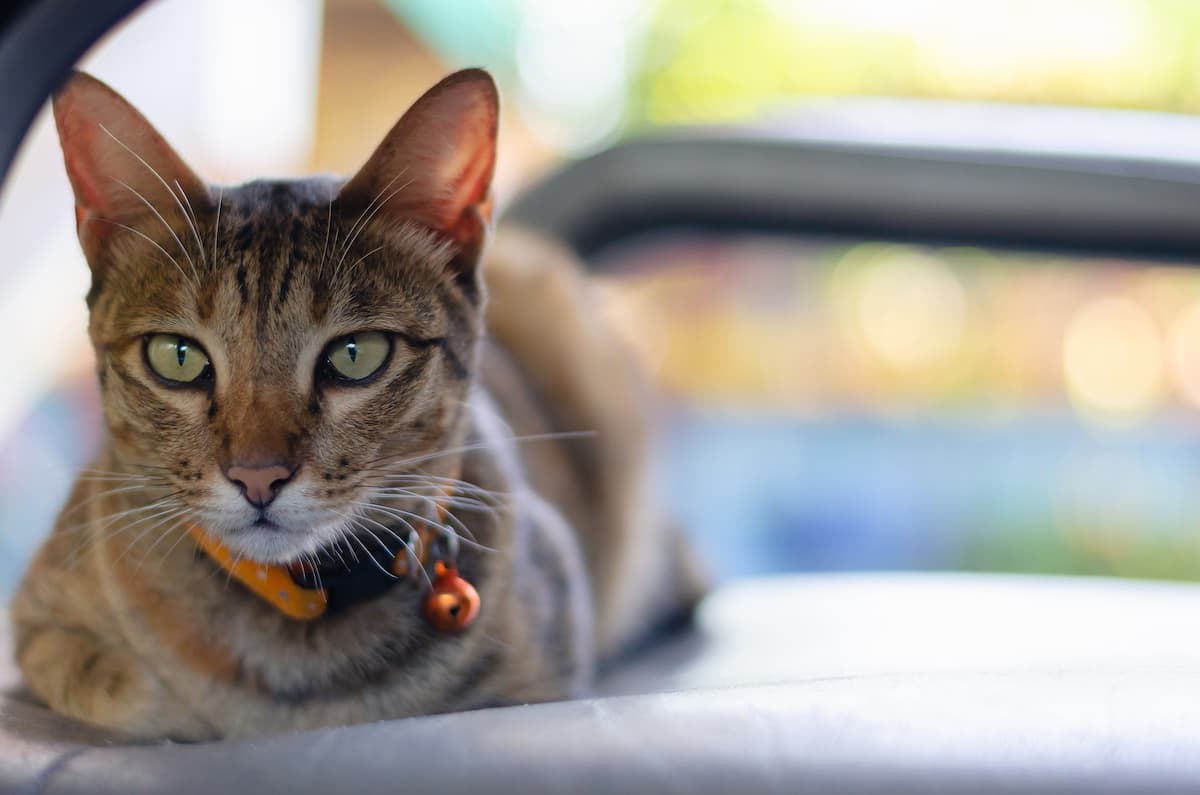 Can Cats Eat Moths The Interesting Answer!