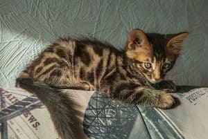 bengal cat grey and white