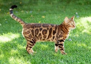 bengal ocelot