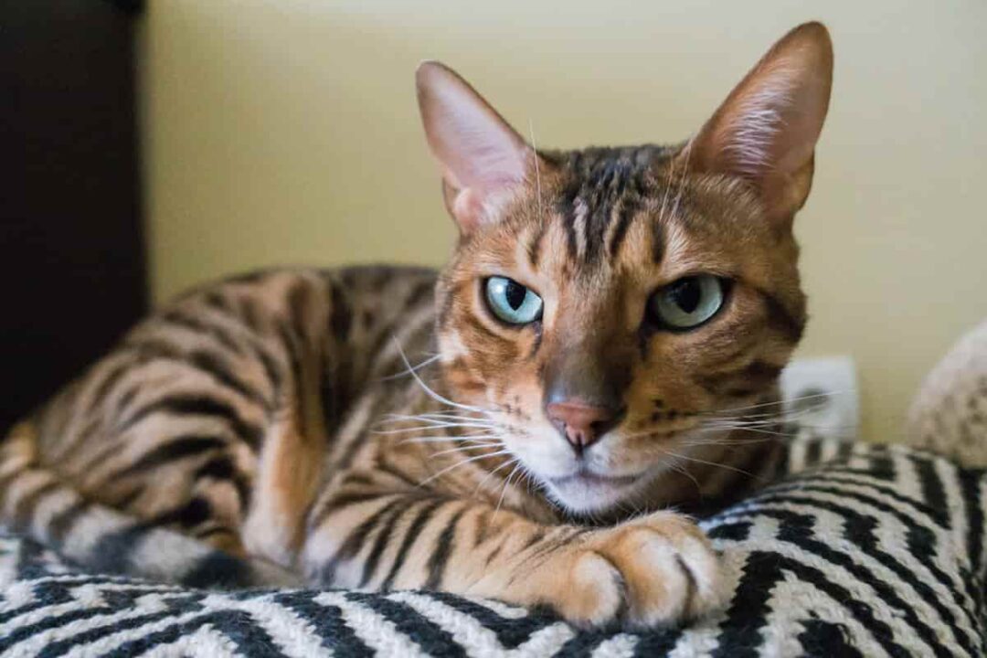 How Do Tabby Cats Get Their Stripes