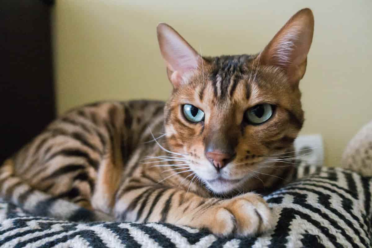 How Do Tabby Cats Get Their Stripes