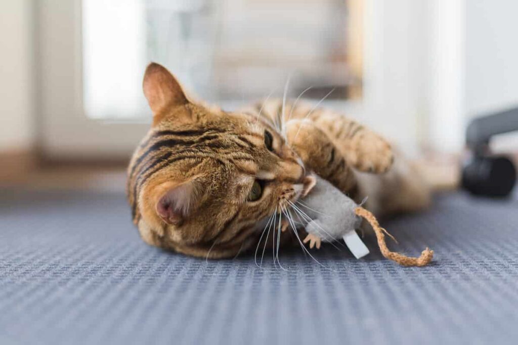 Why Do Bengal Cats Smell 12 Possible Causes!