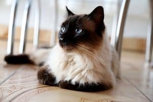 Do All Birman Cats Have Blue Eyes? 