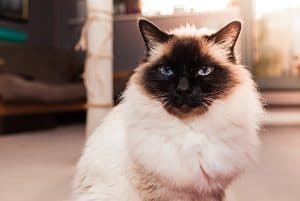 birman cat