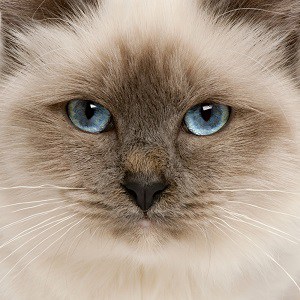 Are Birman Cats Hypoallergenic – What To Expect