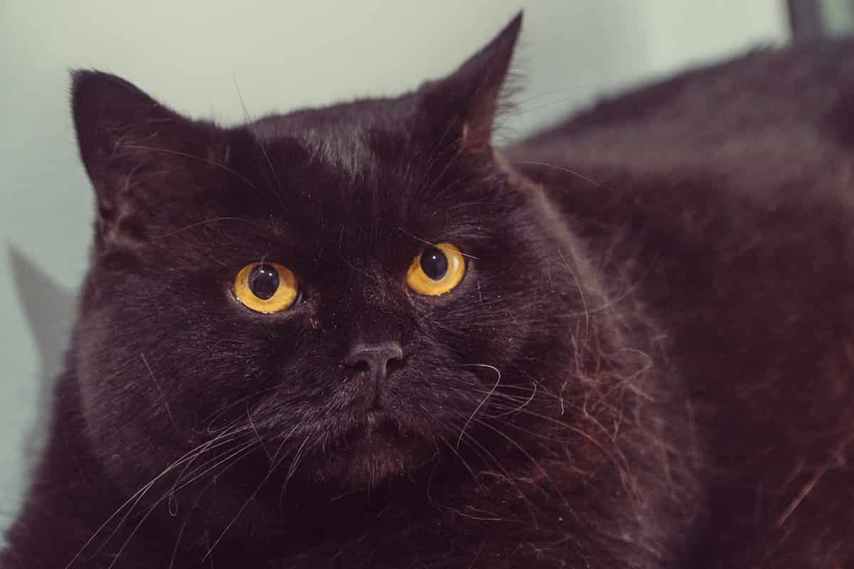 Why Are Black Cats Called Void – The Weird Reasons Surrounding It ...