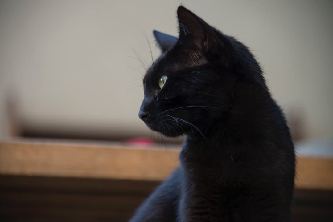What Does A Black Cat Symbolize Spiritual Meaning, Myths, & More